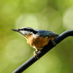 Perched Red Breasted Nuthatch